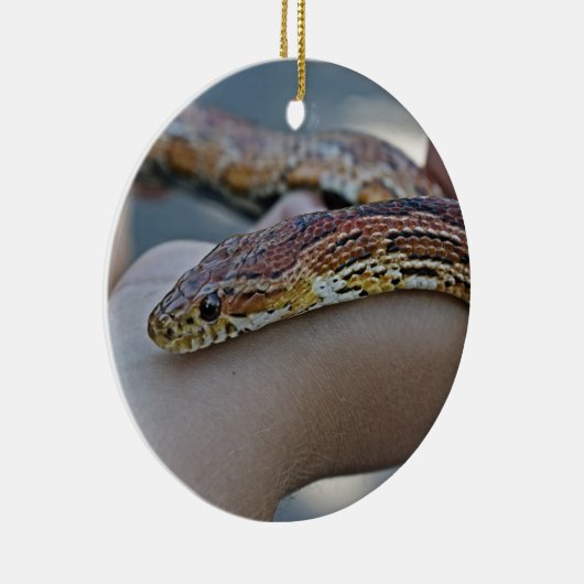 CORN SNAKE ORNAMENT (Rechts)