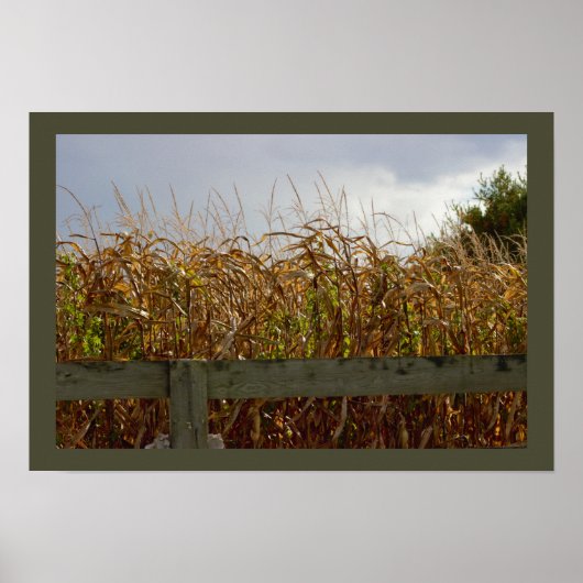 Corn Stalks opgedroogd Poster (Voorkant)