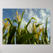 Corn-veld Poster (Voorkant)