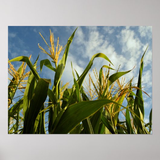 Corn-veld Poster (Voorkant)