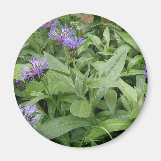 Cornbloemen Magnet Magneet (Voorkant)