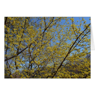 Cornelian Cherry