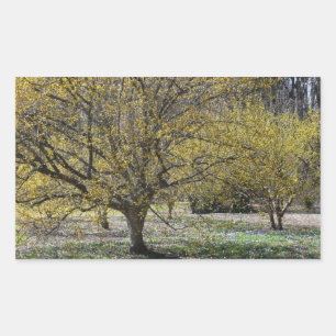 Cornelian Cherry Dogwood and Glory of the Snow Rechthoekige Sticker