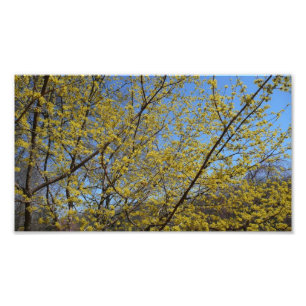 Cornelian Cherry Dogwood en Blue Sky Floral Foto Afdruk