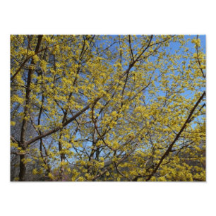 Cornelian Cherry Dogwood en Blue Sky Floral Foto Afdruk