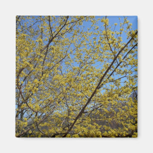 Cornelian Cherry Dogwood en Blue Sky Floral Magneet