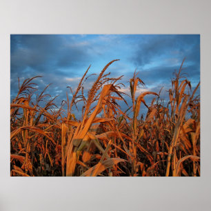 Cornfield Poster