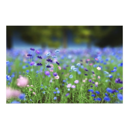 Cornflower Blue Photo Print Foto Afdruk (Voorkant)