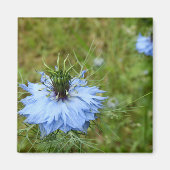 Cornflower Magnet Magneet (Voorkant)