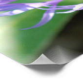 Cornflower Poster Afdrukken (Hoek)