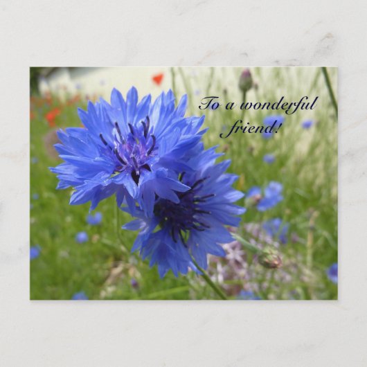 Cornflower power! briefkaart (Voorkant)