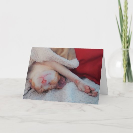 cornish rex cat feestdagen kaart (Voorkant)