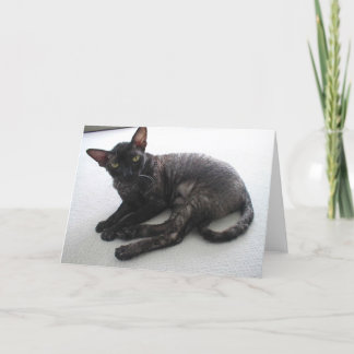 Cornish Rex Kaart