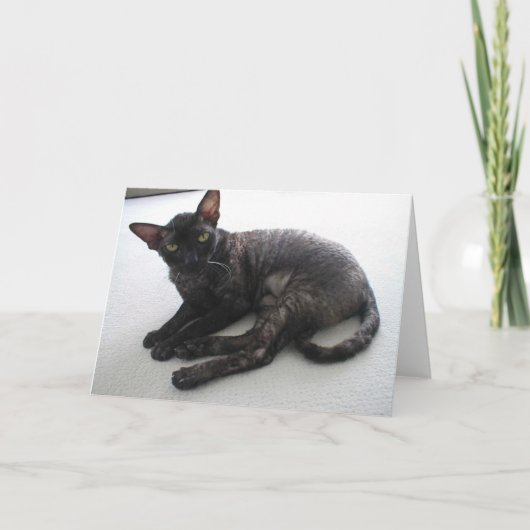 Cornish Rex Kaart (Voorkant)