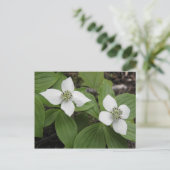 Cornouiller du Canada Briefkaart (Staand voorkant)