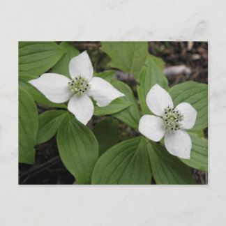 Cornouiller du Canada Briefkaart