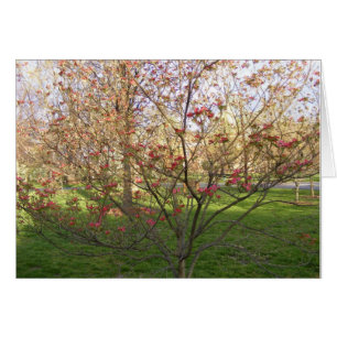 Cornouiller fleurissant rouge