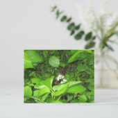 Corn's Ferry, carte postale (Debout devant)