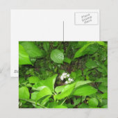 Corn's Ferry, carte postale (Devant / Derrière)