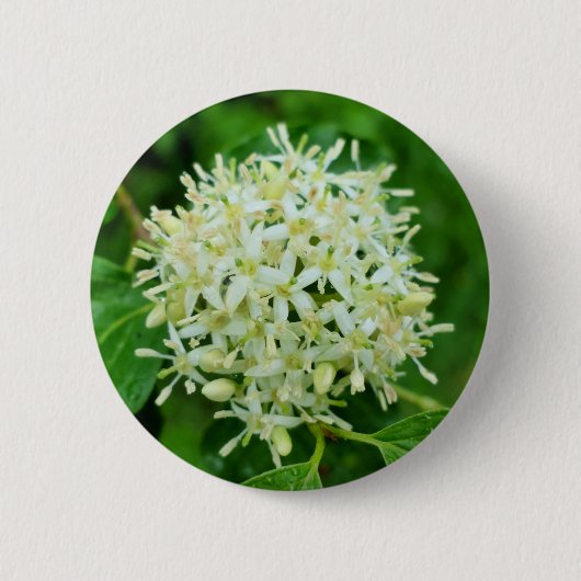Cornus sanguinea Badge Ronde Button 5,7 Cm (Voorkant)
