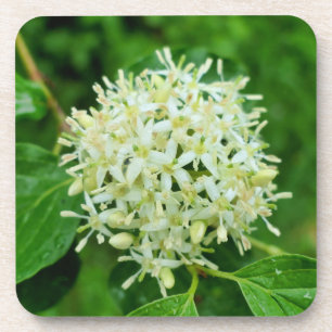 Cornus sanguinea bier onderzetter