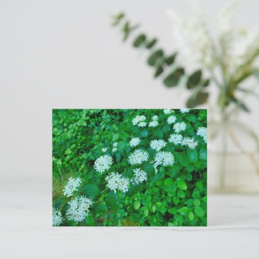 Cornus sanguinea briefkaart (Staand voorkant)