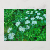 Cornus sanguinea briefkaart (Voorkant)