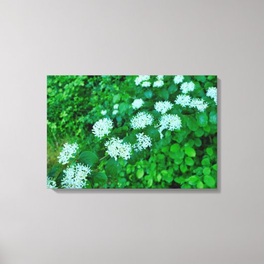 Cornus sanguinea canvas afdruk (Voorkant)