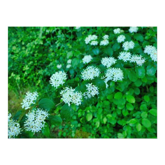 Cornus sanguinea foto afdruk (Voorkant)