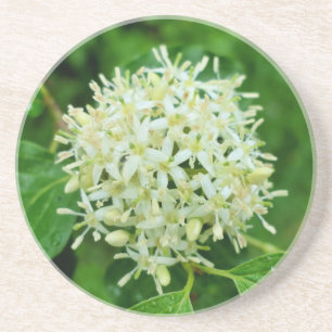 Cornus sanguinea zandsteen onderzetter