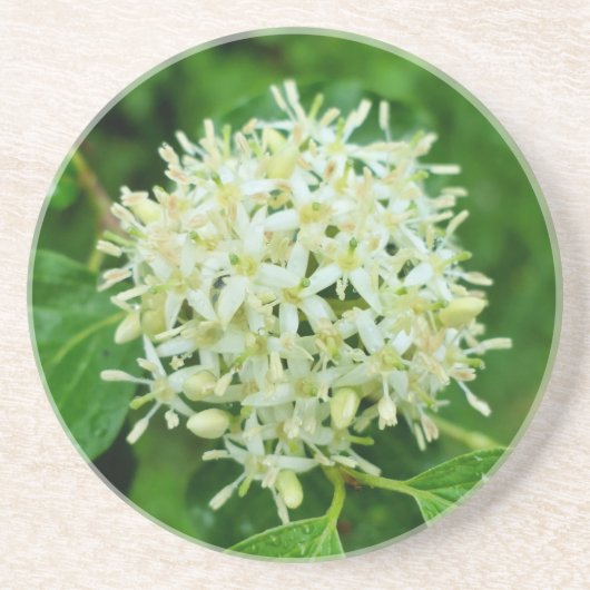 Cornus sanguinea zandsteen onderzetter (Voorkant)