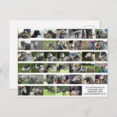 Cornwall Greyhounds - september 2018 Briefkaart (Voorkant / Achterkant)