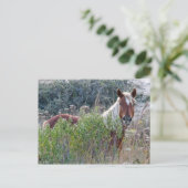 Corolla Wild Horse Briefkaart (Staand voorkant)