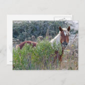 Corolla Wild Horse Briefkaart (Voorkant / Achterkant)