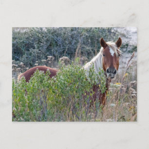 Corolla Wild Horse Briefkaart