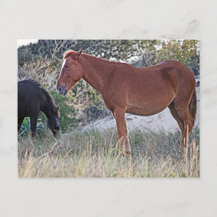 Corolla wilde paarden briefkaart