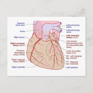 Coronaire arteriën circulatiediagram Humaan Hart Briefkaart
