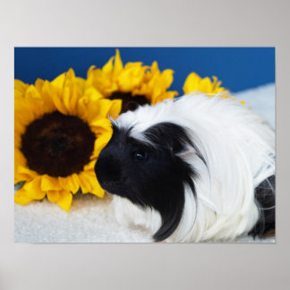 Coronet Cavia Poster