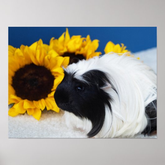 Coronet Cavia Poster (Voorkant)
