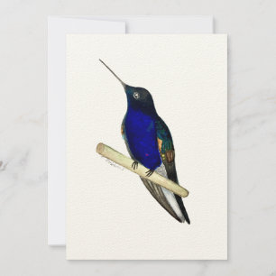 Coronet Hummingbird Card Bedankkaart