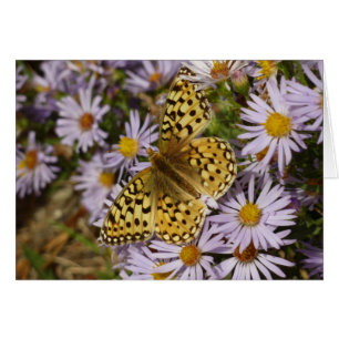 Coronis Fritillary op Aster Bloemen bij Grand Teto
