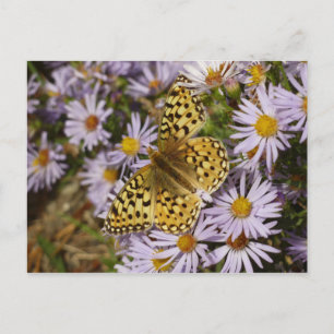 Coronis Fritillary op Aster Bloemen bij Grand Teto Briefkaart