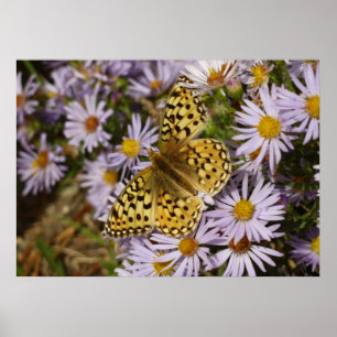 Coronis Fritillary op Aster Flowers bij Grand Teto Poster