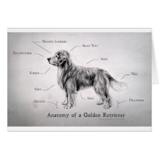 Correcte anatomie van een Golden Retriever [grappi