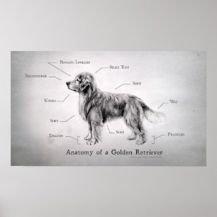 Correcte anatomie van een Golden Retriever Poster