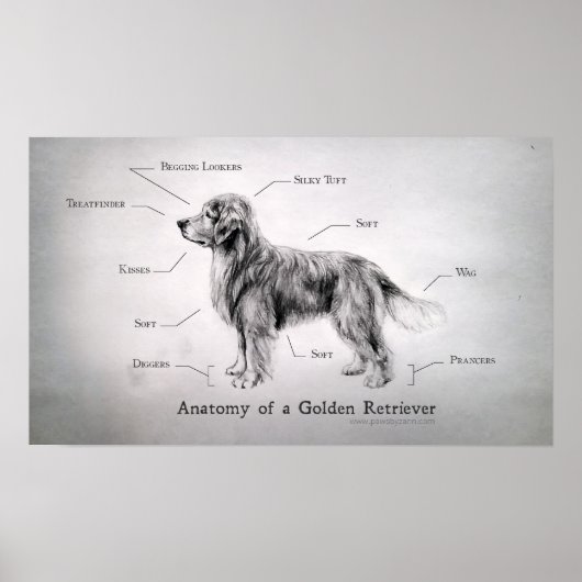 Correcte anatomie van een Golden Retriever Poster (Voorkant)