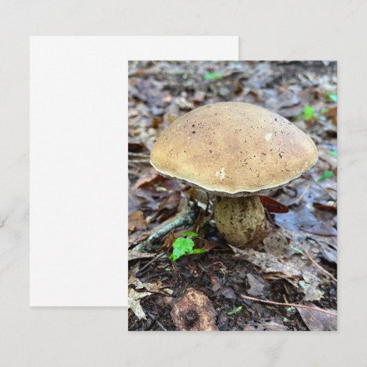 Correspondance Carte de note de champignon (Devant / Derrière)