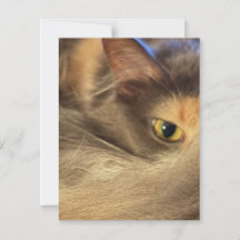 Carte de vœux du point de vue d'un chat