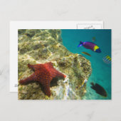 Cortez Rainbow Wrasse mannelijk en vrouw en zee Briefkaart (Voorkant / Achterkant)