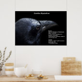Corvidae Symbolism Poster (Cuisine)